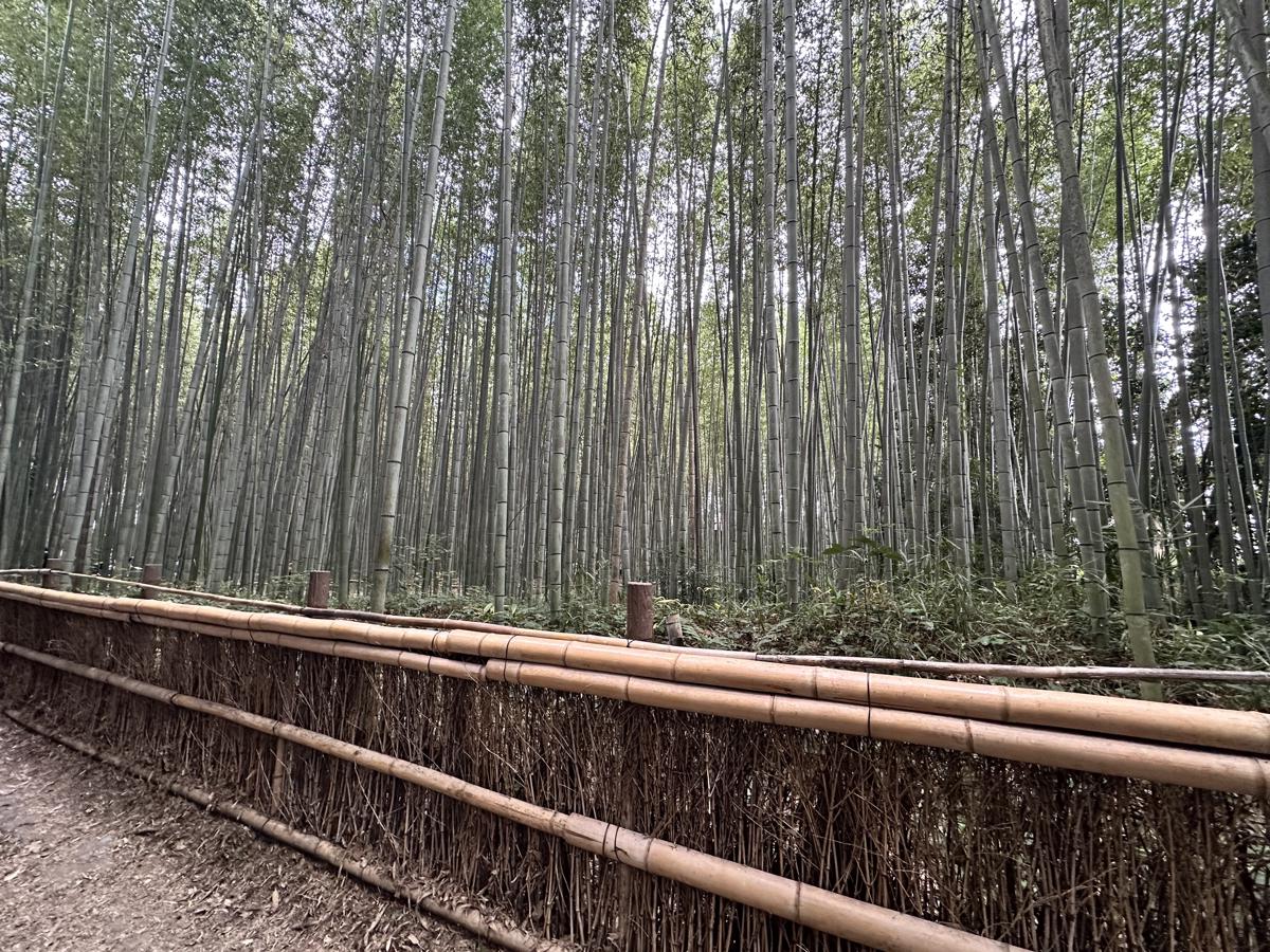 京都 | 嵐山一日遊