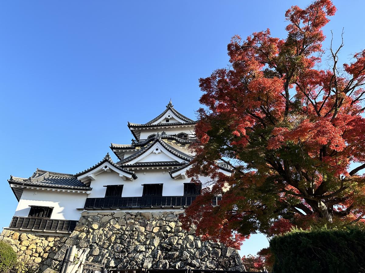 滋賀｜彥根城、玄宮園